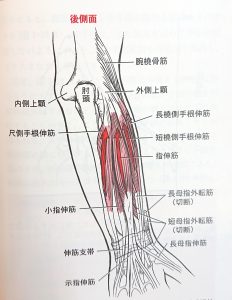 くずはの外側上顆